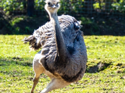 Nandoe - De Zonnegloed - Dierenpark - Dieren opvangcentrum - Sanctuary